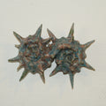 Ammonite Babies II