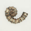 Ammonite Baby - SOLD