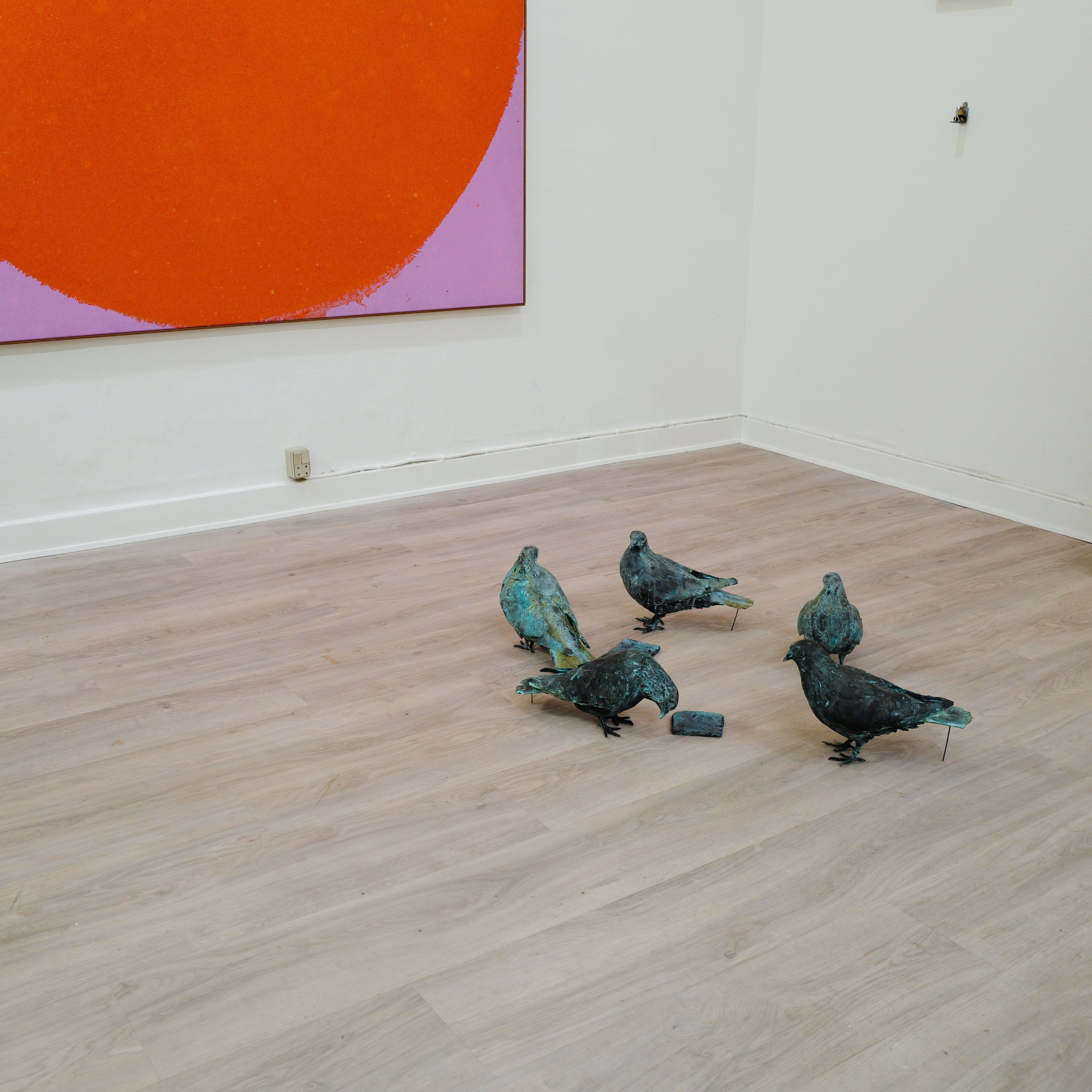 Pigeons - Piece price