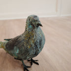 Pigeons - Piece price